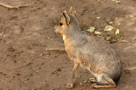 Capybara sitting in side profile, an Animal Photo by Perpis