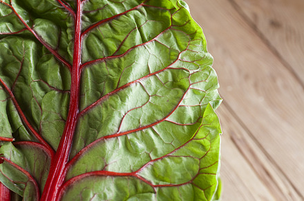 Red Chard Stock Photo Containing Fresh And Chard preview 6