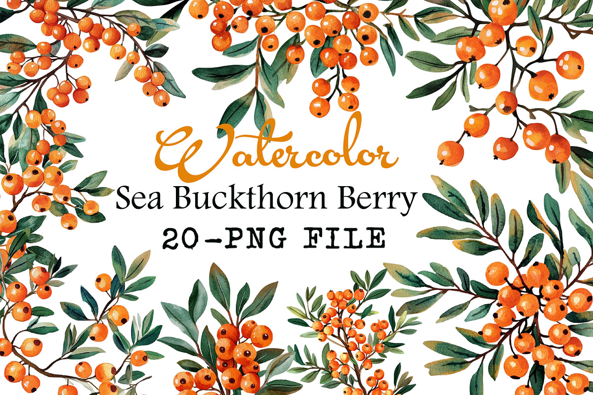 Watercolor Sea Buckthorn berry Clipa, an Illustration by Libby Wishes (Photo 1 of 7)