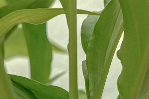 Close-up of lush green indoor plant, a Nature Photo by DanFLCreativo