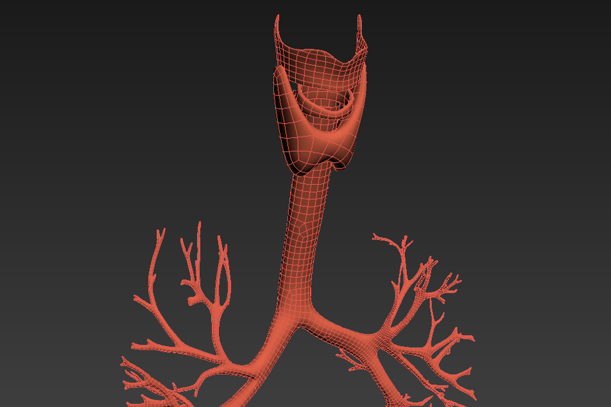 Lungs animated, a Characters & Person 3D Model by konstantin.ermolaev (Photo 12 of 13)