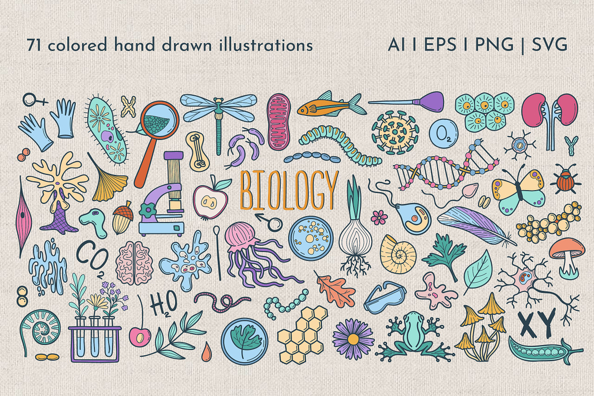 Hand Drawn Doodle Biology Clipart, an Object Graphic by KathrineWatercolor (Photo 2 of 10)