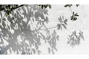 Natural shadows on white wall, a Nature Photo by Lermont51