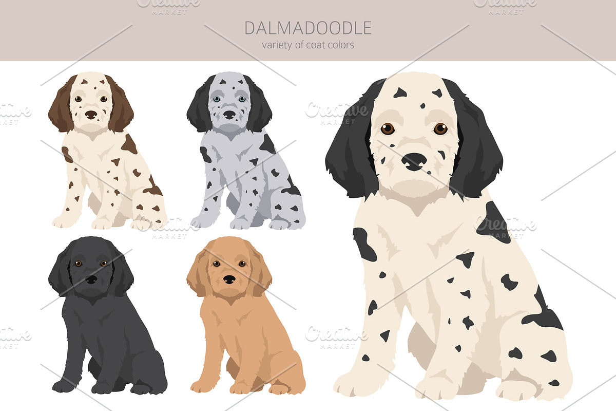 Dalmadoodle (Dalmatian Poodle mix)