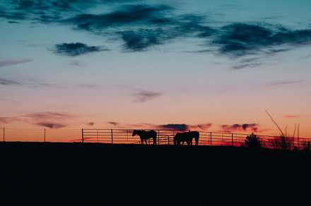 Cow in pasture - sunset preview 6