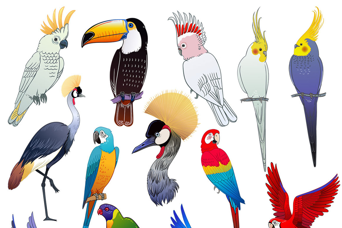 Tropical birds & flowers, an Object Graphic by Anastasia (Photo 8 of 12)