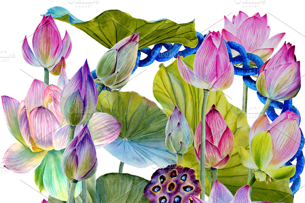 Watercolor lotuses collection, an Illustration by Verlena's Corner (Photo 3 of 7)