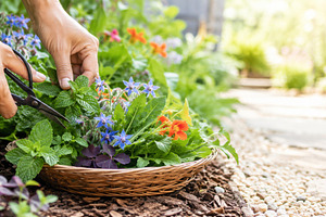 Foraging garden home with hands pick, a Photo by Dvoevnore photos