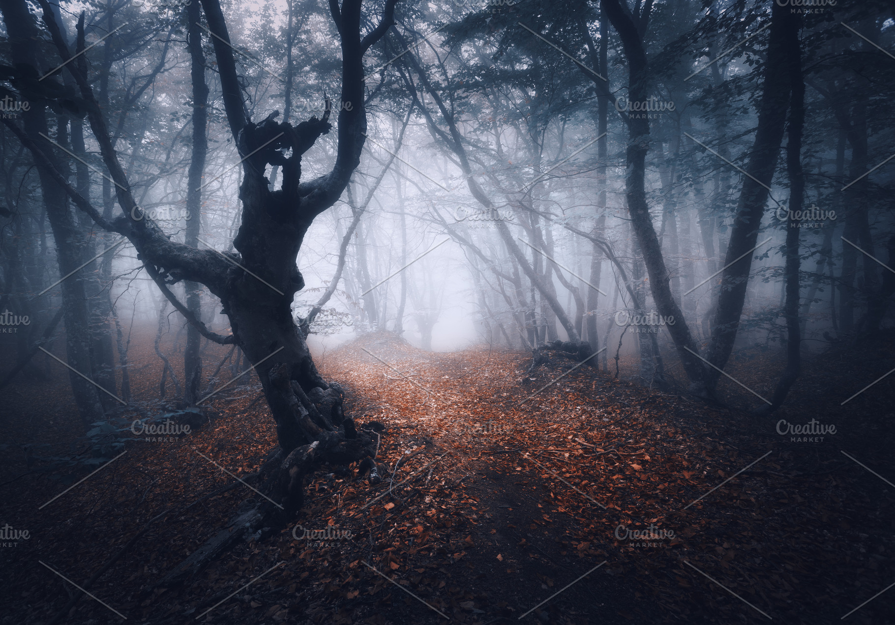 Dark foggy forest featuring forest, tree, and fog, a Nature Photo by den-belitsky