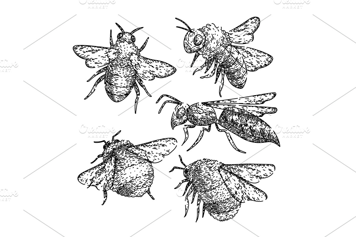 bee set sketch hand drawn vector, an Object Illustration by pikepicture
