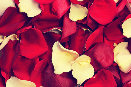 Background Of Rose Petals preview 5