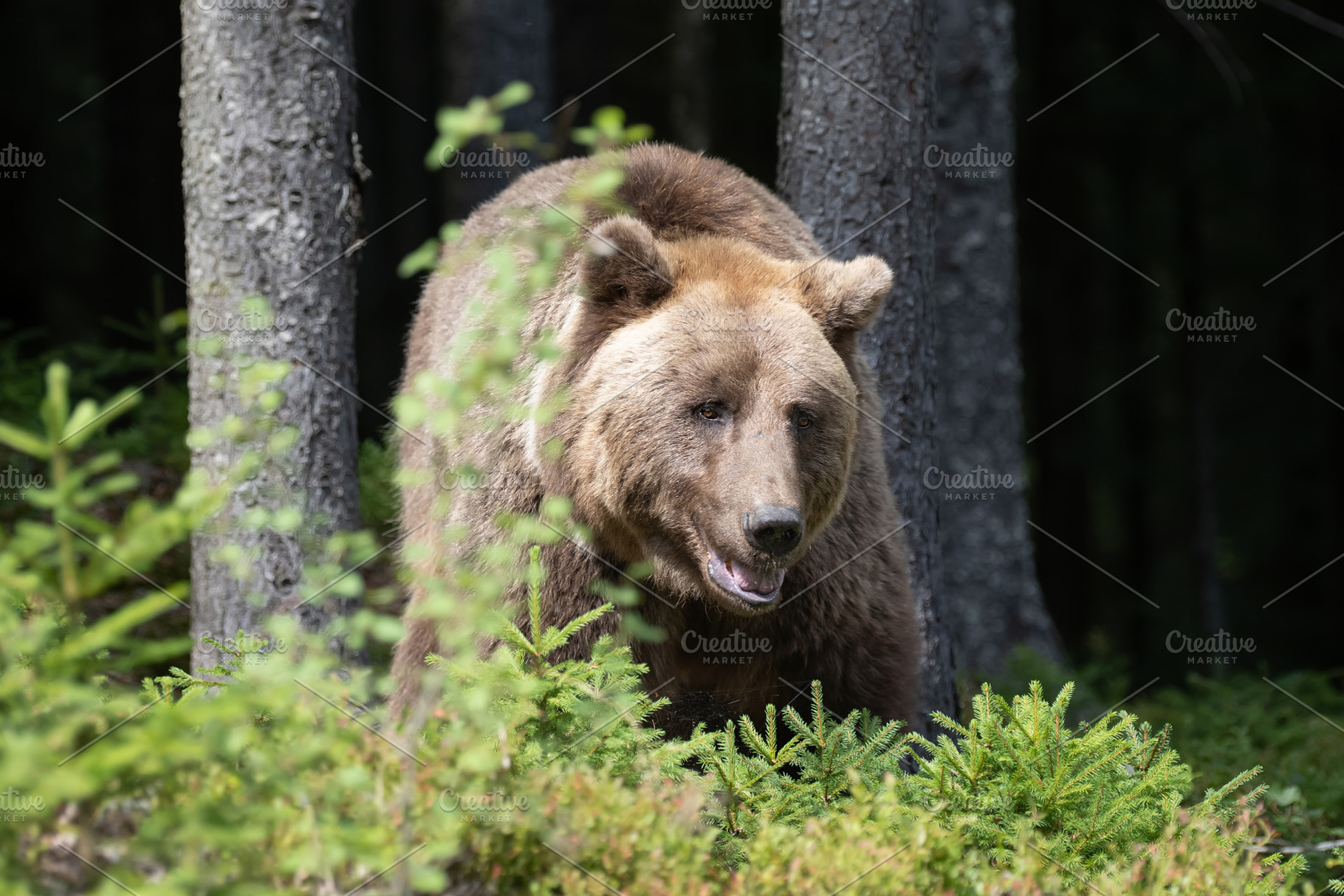 Brown bear standing among lush green foliage in a forest, surrou, an Animal Photo by Byrdyak