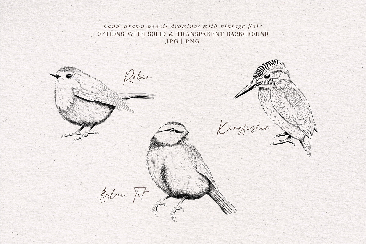 Small Birds hand drawn graphics, an Illustration by Pigment Café (Photo 3 of 4)