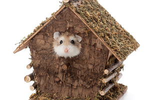 Roborovsky hamster