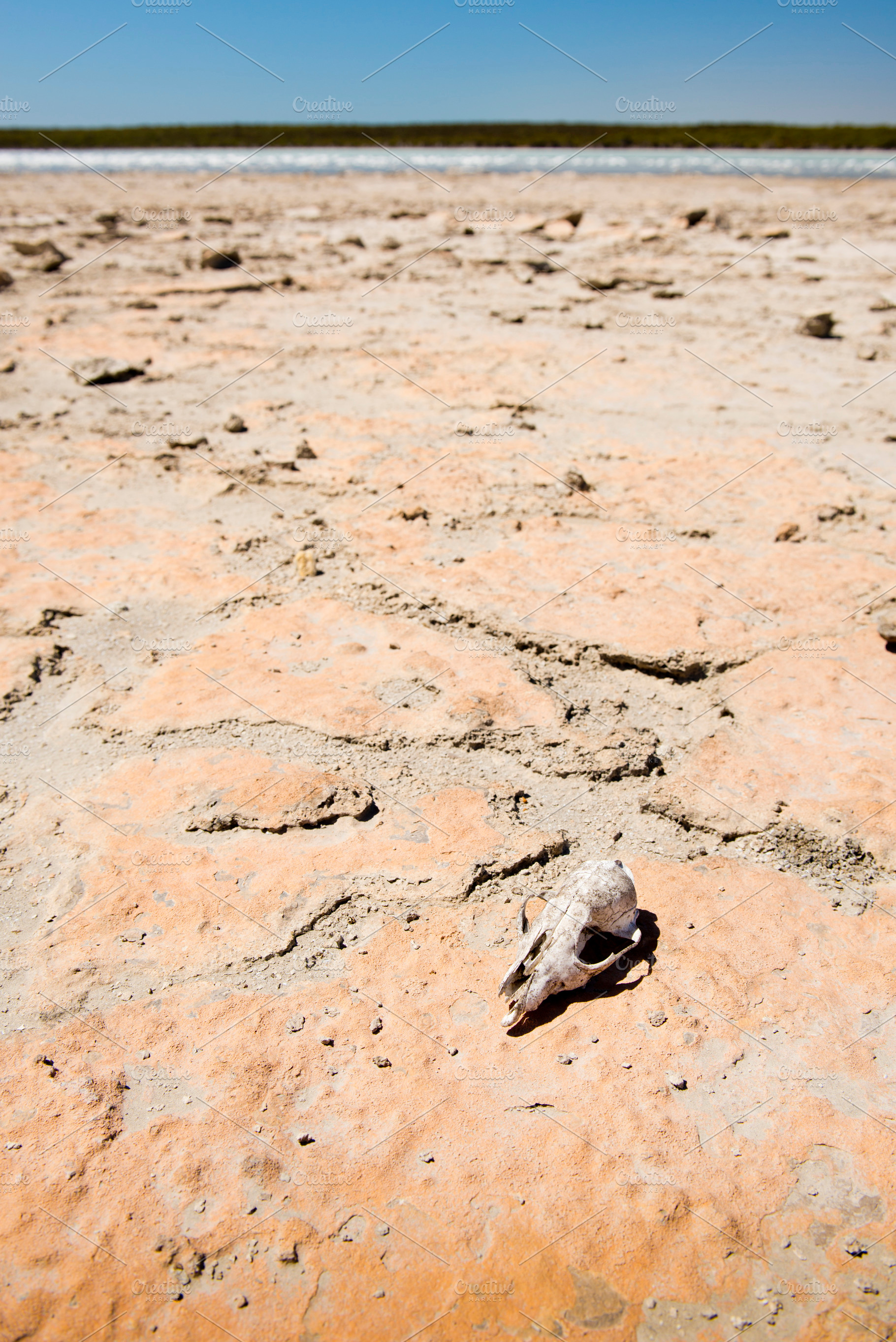 Skull in Desert, a Nature Photo by THP Creative