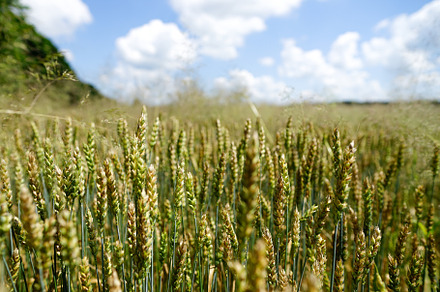 Wheat field featuring field, wheat, and nature
