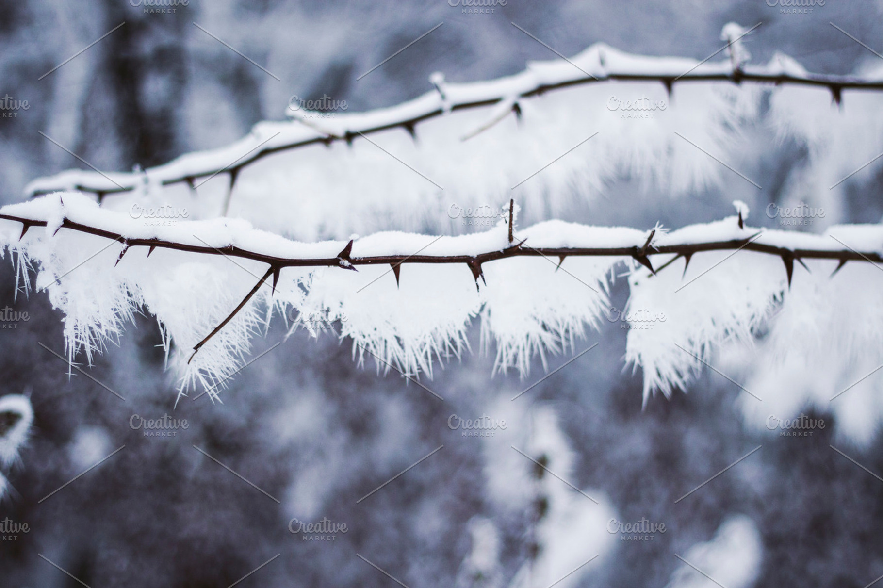 Branch with snow 2, a Nature Photo by Pixelglow Images