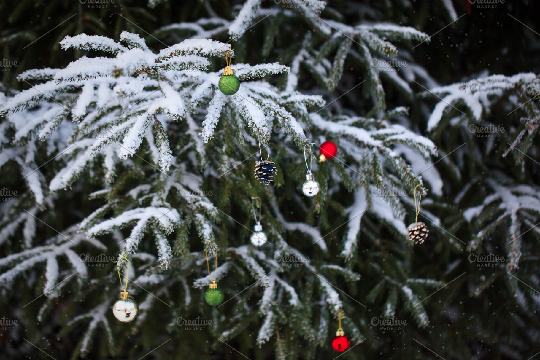 Christmas snow covered fir branches, a Holiday Photo by Kate S