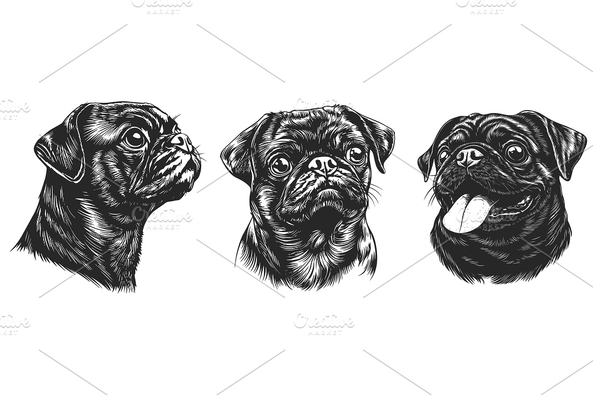Pug dog portrait set. Front and side, an Animal Illustration by Valerie Bodnar