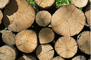 Detailed texture of tree trunks in, a Background Photo by Yaroslav Danylchenko