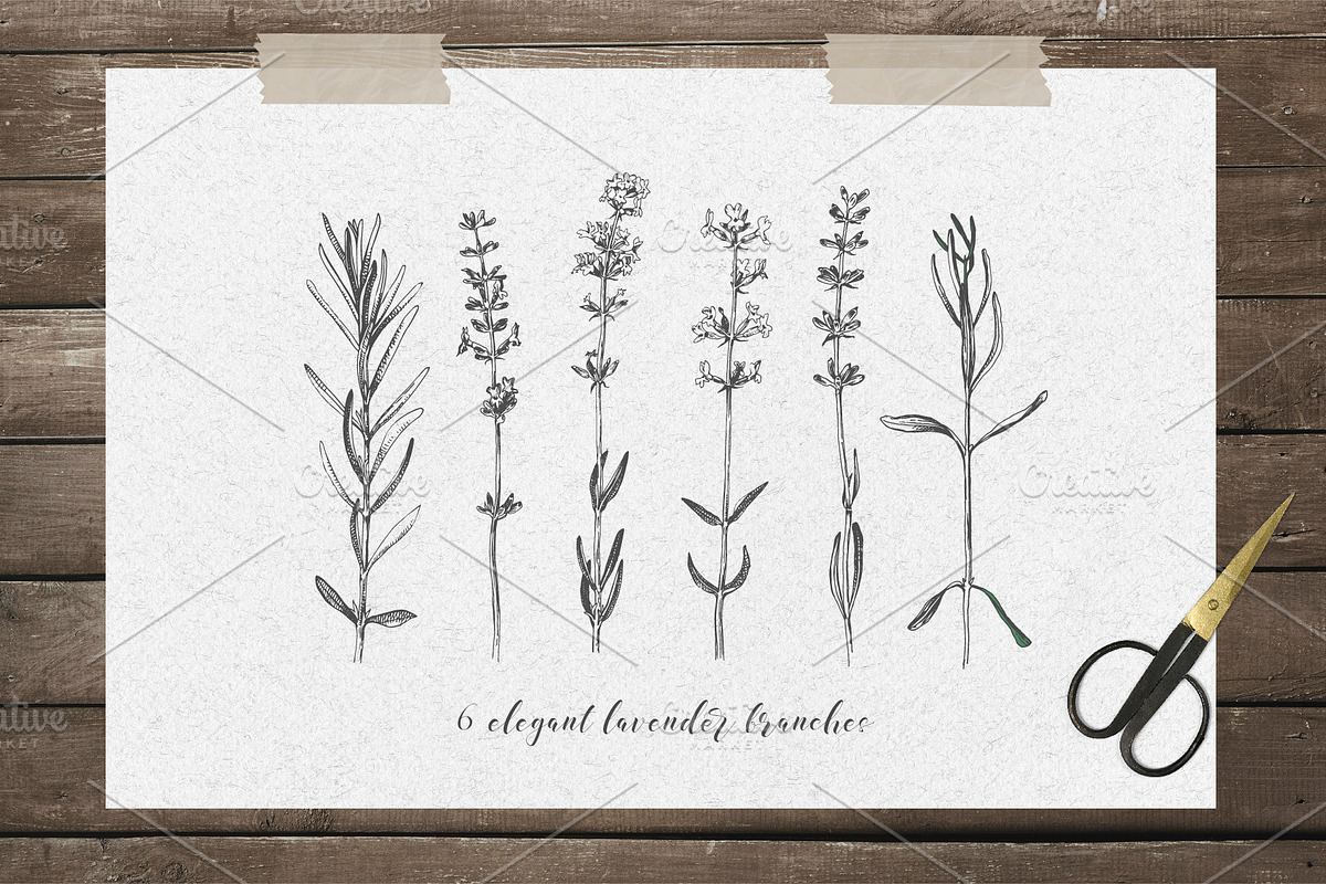 Hand drawn lavender collection, a Decorative Illustration by handsketched (Photo 5 of 8)