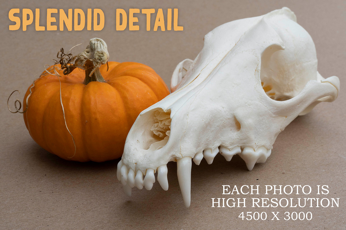 Autumn Themed Still Life Reference, a Holiday Photo by Lane Draws (Photo 5 of 6)