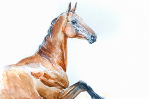Akhal-teke horse watercolor painting
