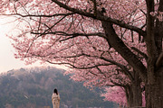 Cherry Blossom Landscape 5 Photos, a Nature Photo by Silent Nature (Thumbnail 6 of 6)