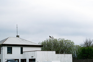 Seagull flying above a building surrounded by trees in Akranes, Iceland, a Photo by AS photostudio
