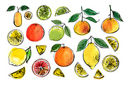 Citrus sketch. Oranges and lemons, a Food Illustration by irina.vaneeva (Thumbnail 5 of 11)