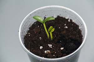 Top view of two young green cucumber sprouts growing in a plastic cup. Concept, a Nature Photo by Rohan Photography