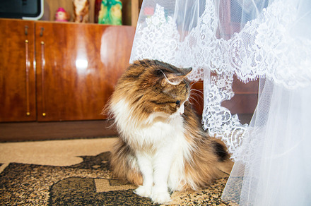Wedding cat near beautiful bridesmaid dresses, a Person Photo by Artsaba Family