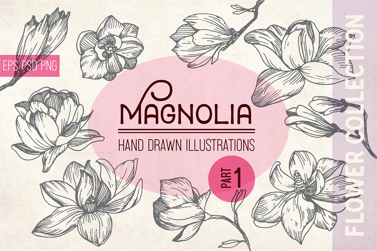 Flowers. Magnolia in vintage style, a Decorative Illustration by Alena Kaz (Photo 1 of 5)