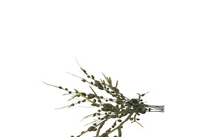 Egg Wrack Seaweed