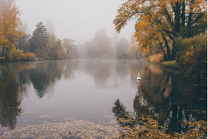 Foggy sunrise in a park in Autumn