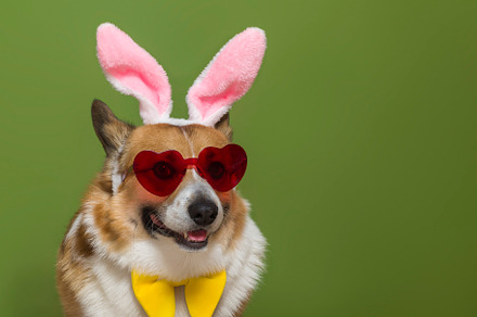 charming portrait of a cheerful dog, an Animal Photo by nataba