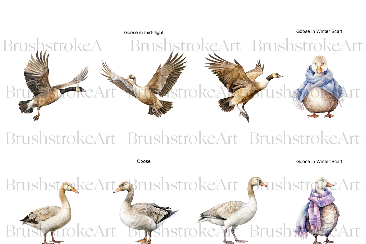 Watercolor Goose Clipart, Cute Geese, an Animal Illustration by BrushstrokeArtGB (Photo 2 of 9)