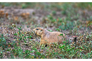 Black-tailed Prairie Dog at Roberts, an Animal Photo by Leonid Andronov