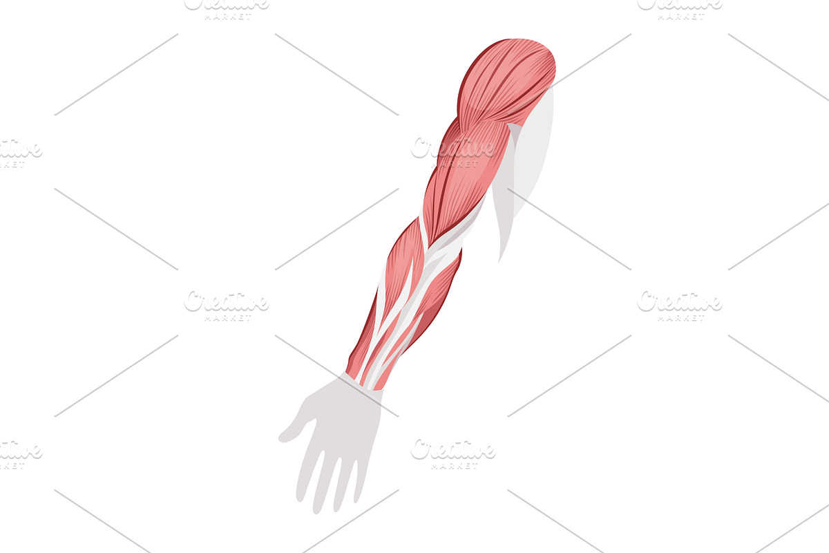 Skeletal muscle tissue with, an Illustration by Things for designers