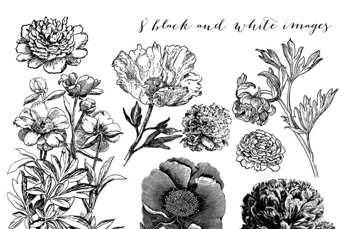 Vintage Peonies clipart and brushes, an Illustration by Verdigris Studios (Photo 3 of 3)