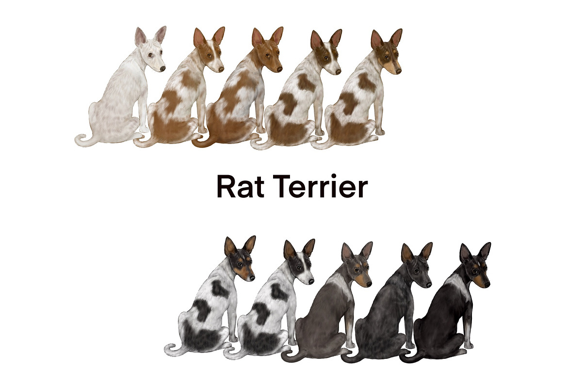 Watercolor Dog Clipart. Dog Breeds, an Animal Illustration by ColorfulPT (Photo 4 of 8)