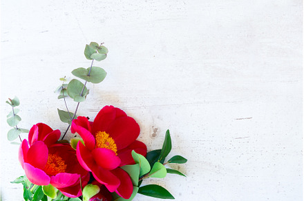 Fresh peony flowers, a Nature Photo by Neirfy