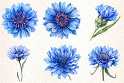 Blue Watercolor Cornflower Clipart, an Illustration by Libby Wishes (Thumbnail 5 of 5)