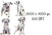 Dalmatians Watercolor Clipart Bundle, an Animal Illustration by Pet Cave (Thumbnail 3 of 3)