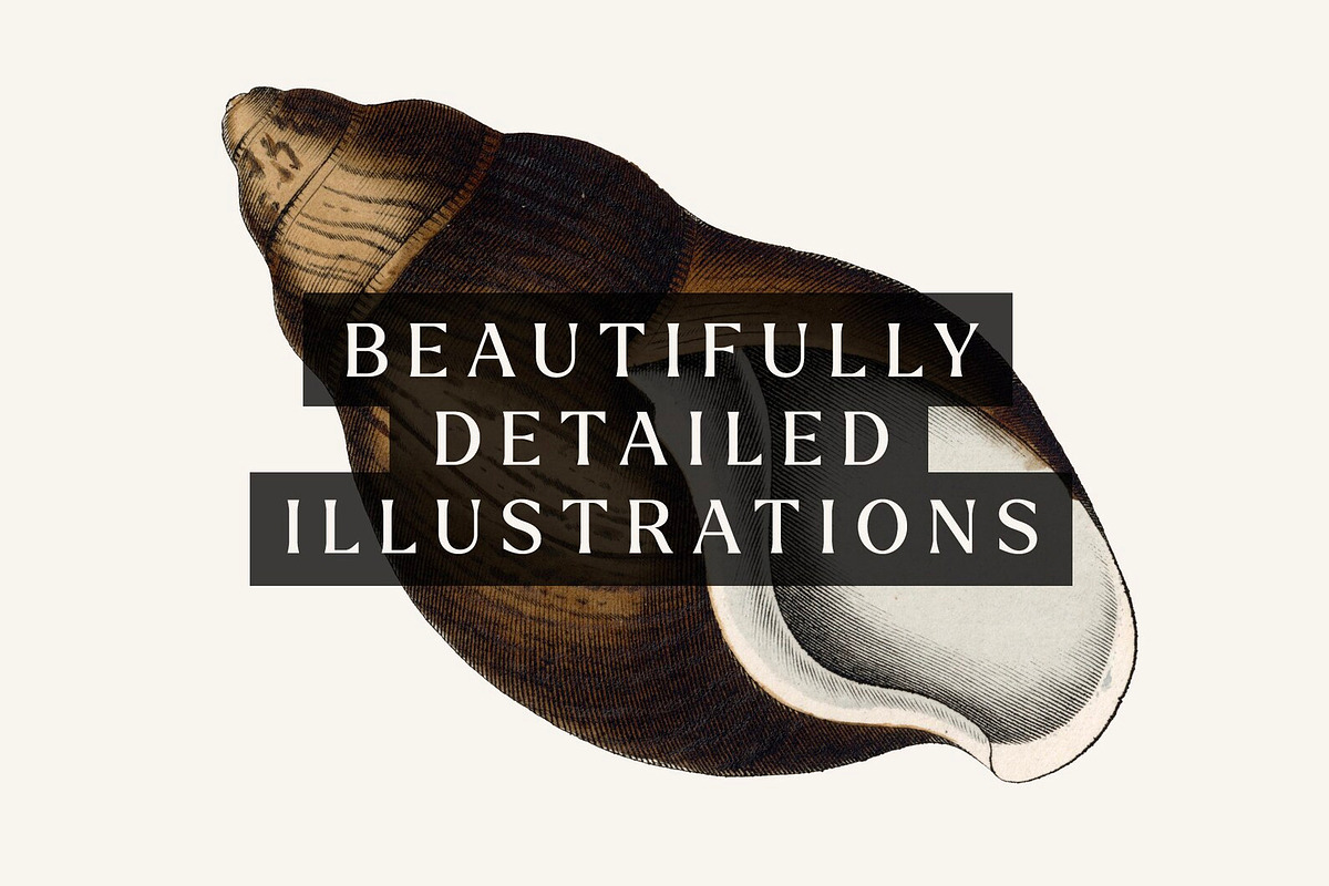 20 Vintage Shell Illustrations No.1, an Object Illustration by Century ...