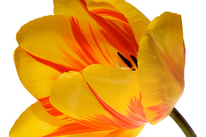 Top down view into the heart of a vibrant yellow tulip flower, r, a Nature Photo by ndanko