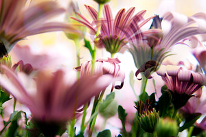 Floral Background, a Background Photo by THP Creative