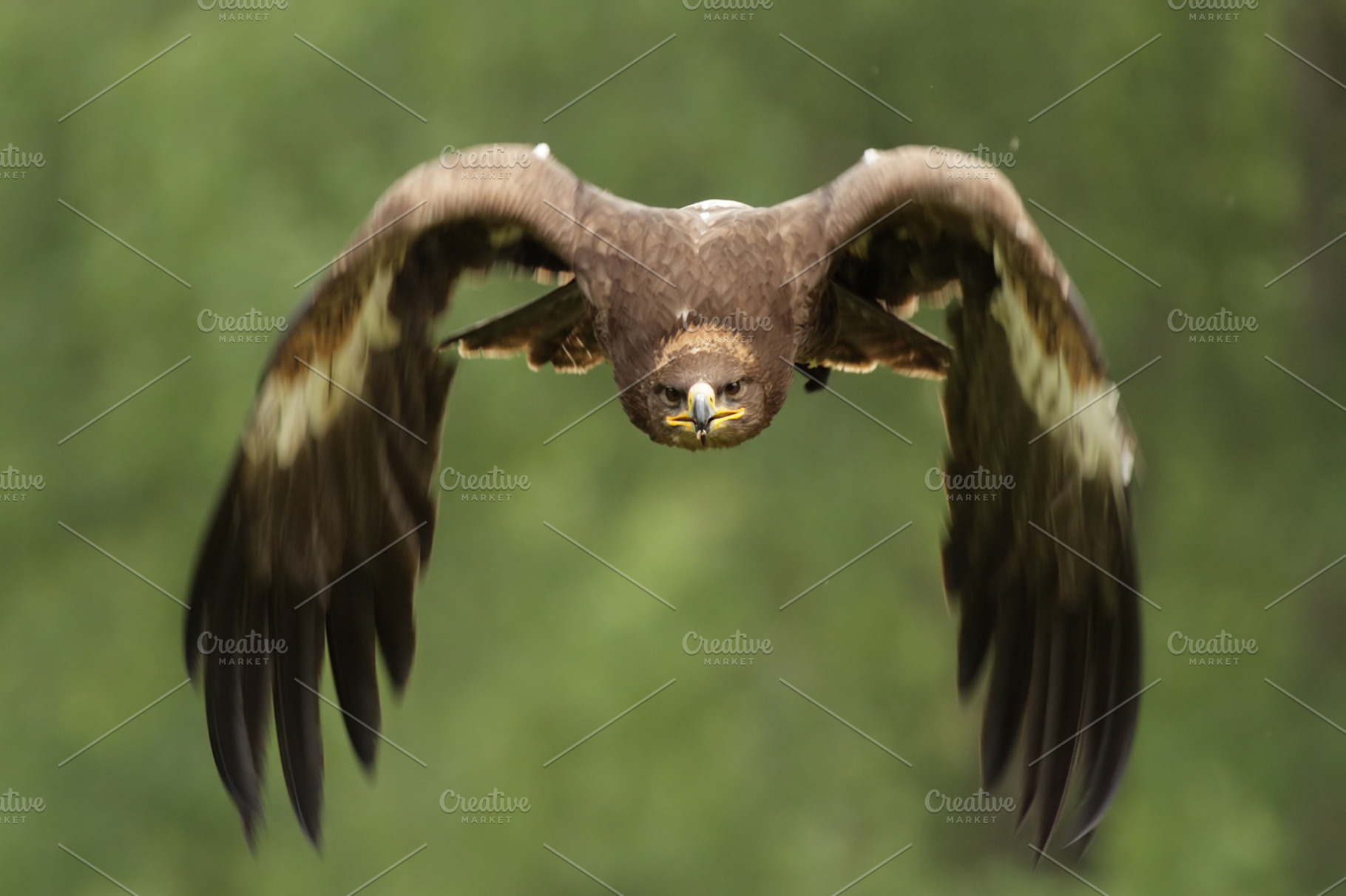 Golden Eagle Aquila Chrysaetos Featuring Aquila Chrysaetos Wildlife And