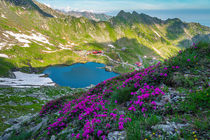 Rhododendron flowers on the slope, a Nature Photo by Alpine Dreams