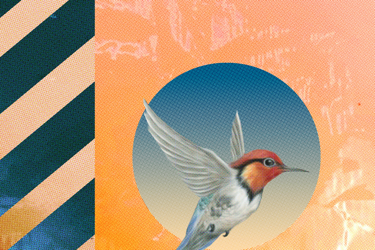 Halftone + Plastic Overlays, a Layer Style Add-On by ColorGridPresets (Photo 2 of 4)